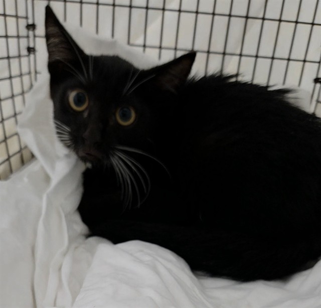Adoptable Cat