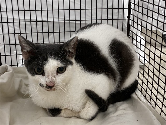 Adoptable Cat