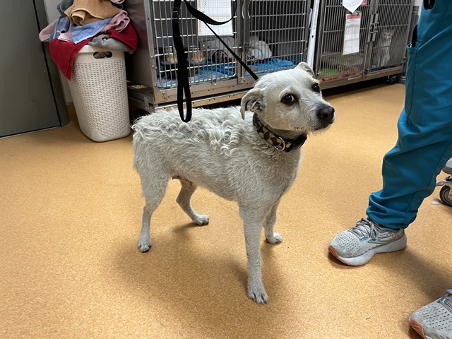Adoptable Dog