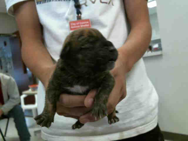 Adoptable Dog