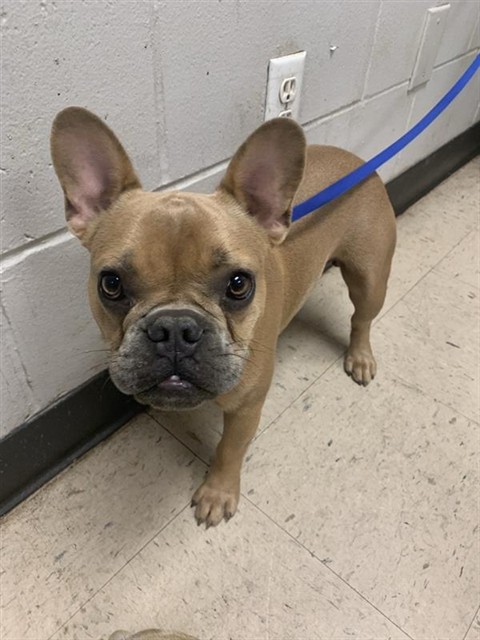 Adoptable Dog