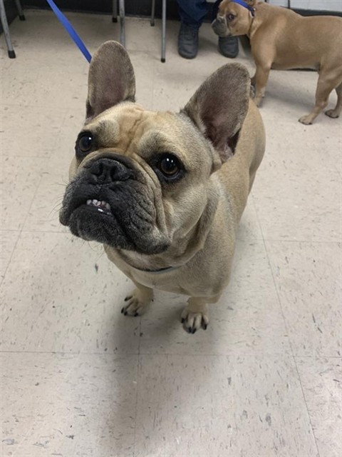 Adoptable Dog