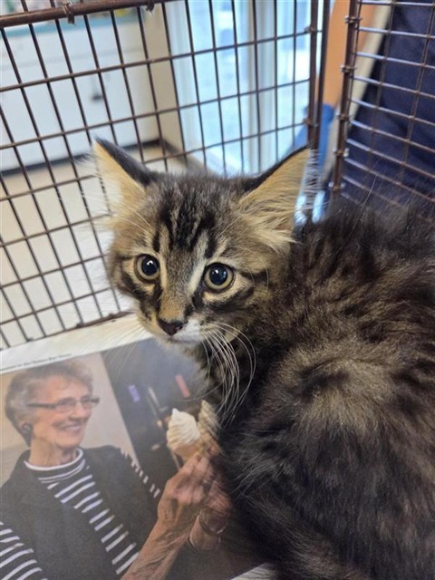 Adoptable Cat