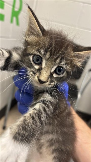 Adoptable Cat