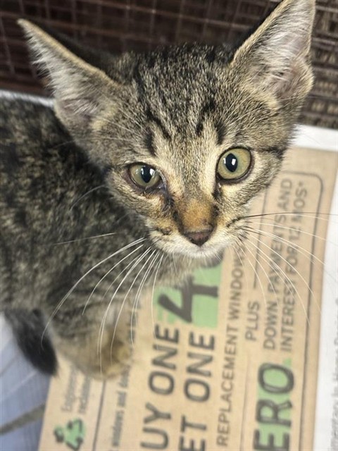Adoptable Cat