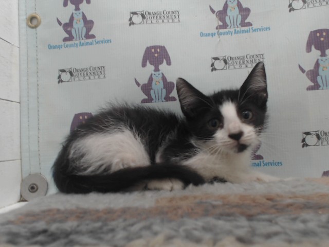 Adoptable Cat