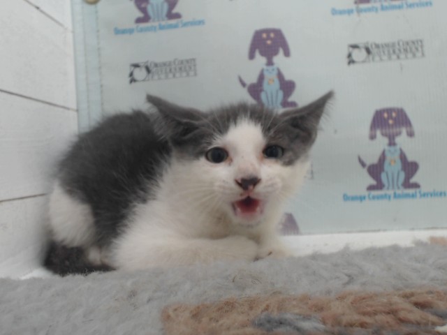 Adoptable Cat