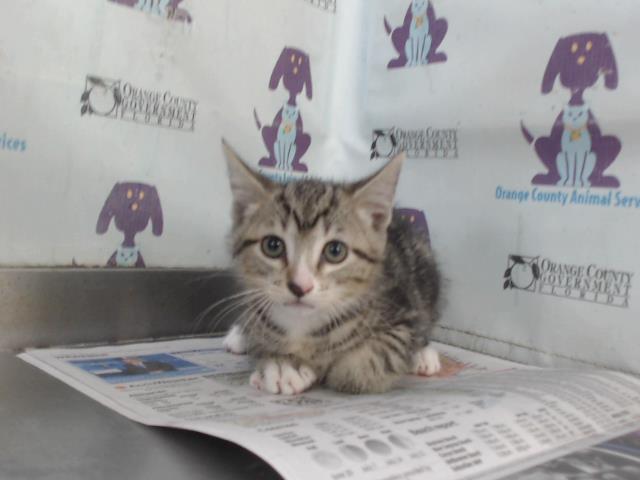 Adoptable Cat
