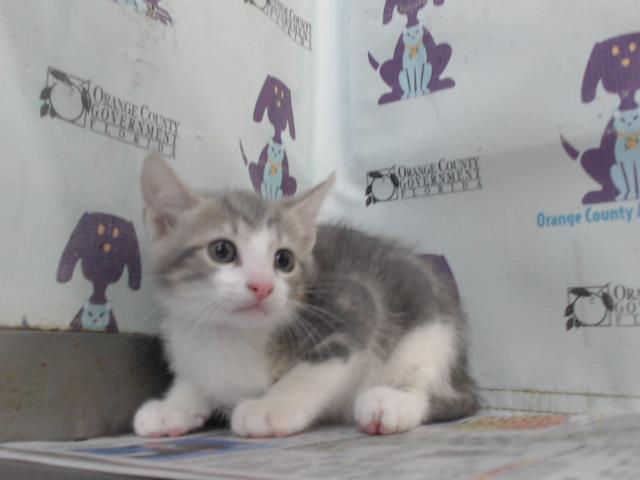 Adoptable Cat