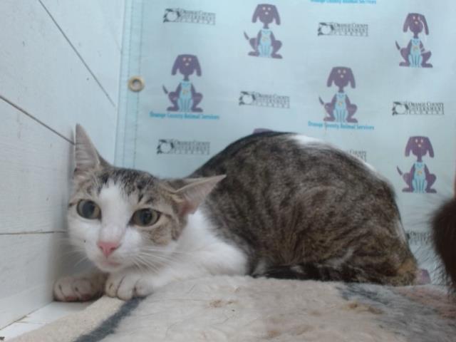Adoptable Cat