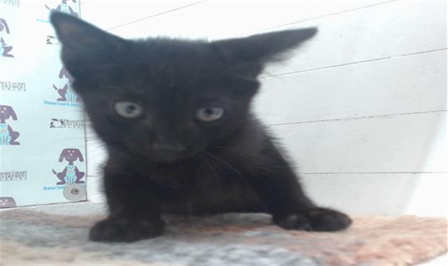 Adoptable Cat