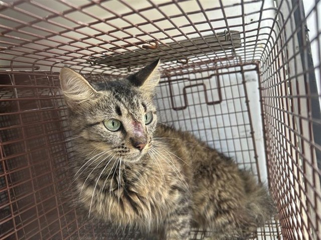 Adoptable Cat