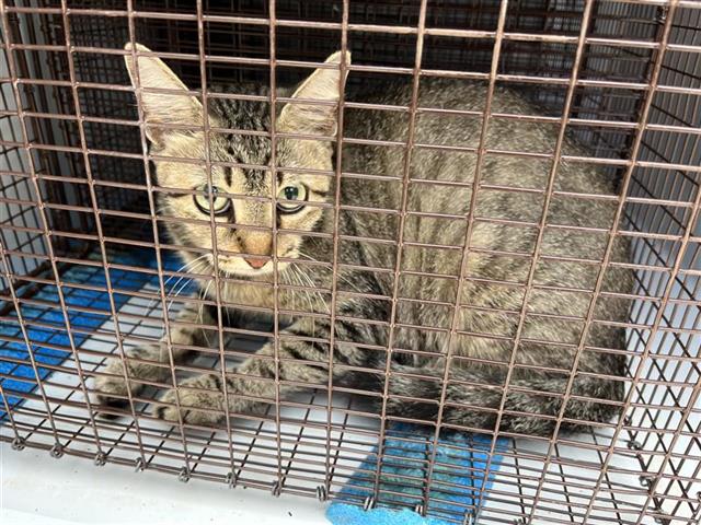 Adoptable Cat
