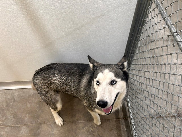 Adoptable Dog