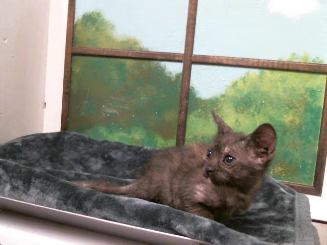 Kitten 1