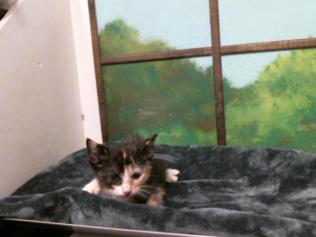 Kitten 2