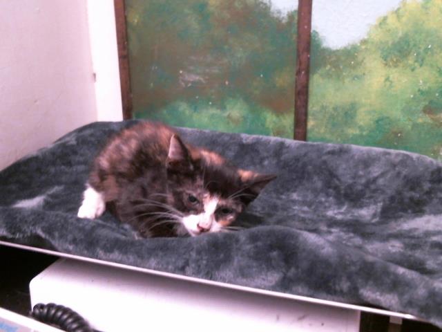 Kitten 3