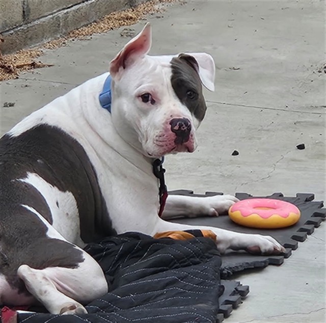 Adoptable Dog
