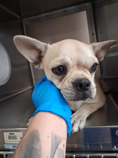 Adoptable Dog
