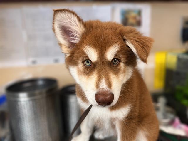 Adoptable Dog