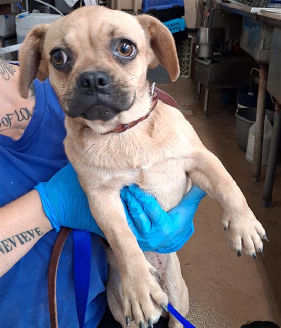 Adoptable Dog