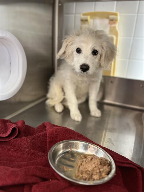 Adoptable Dog