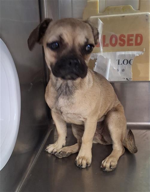 Adoptable Dog