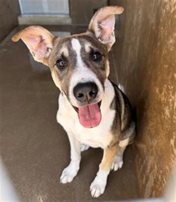 Adoptable Dog