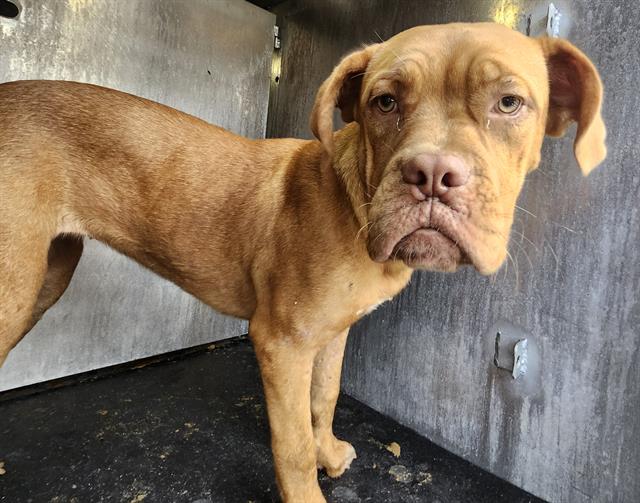 Adoptable Dog