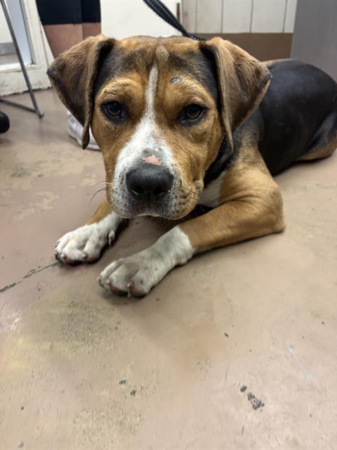 Adoptable Dog