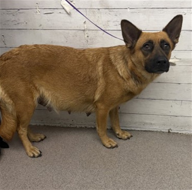 Bonita