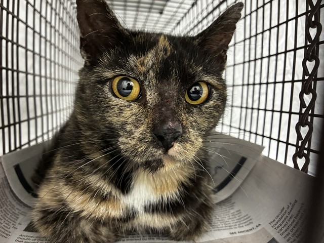 Adoptable Cat