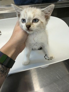 Adoptable Cat