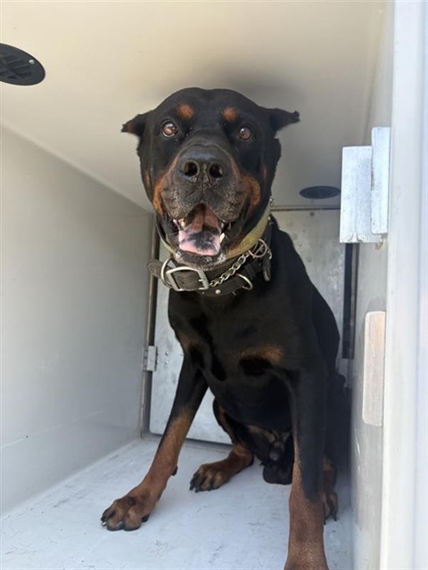 Adoptable Dog