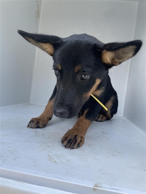 Adoptable Dog