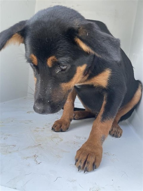 Adoptable Dog