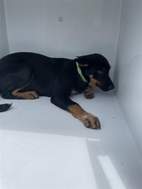 Adoptable Dog