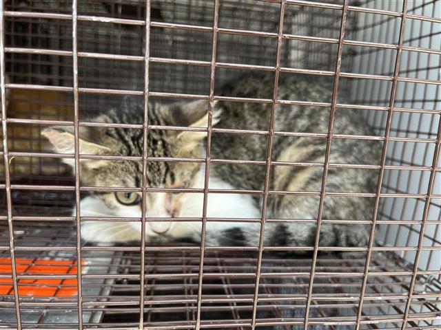 Adoptable Cat