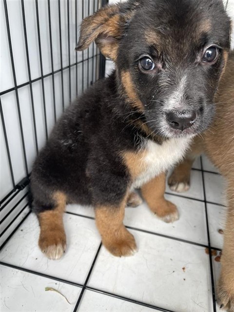 Adoptable Dog