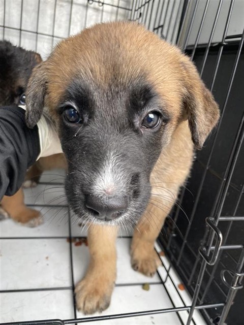 Adoptable Dog