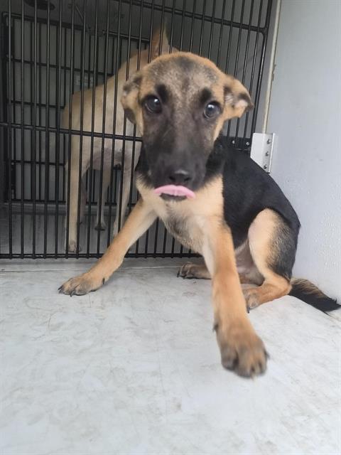 Adoptable Dog