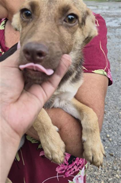 Adoptable Dog