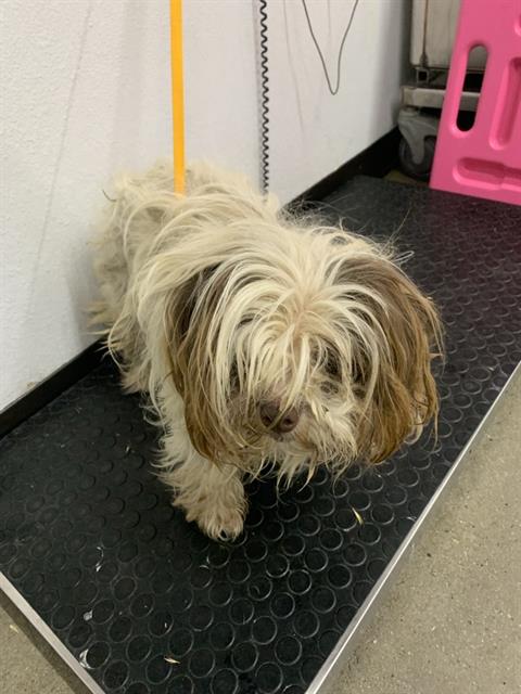 Adoptable Dog