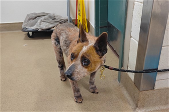Adoptable Dog