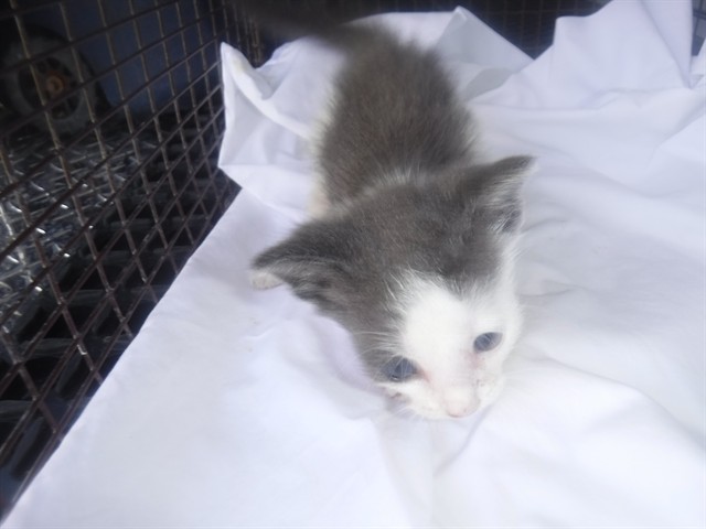 Toby