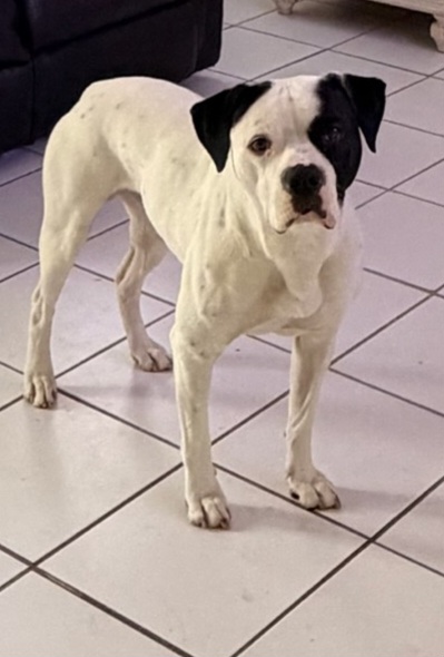 Bruno