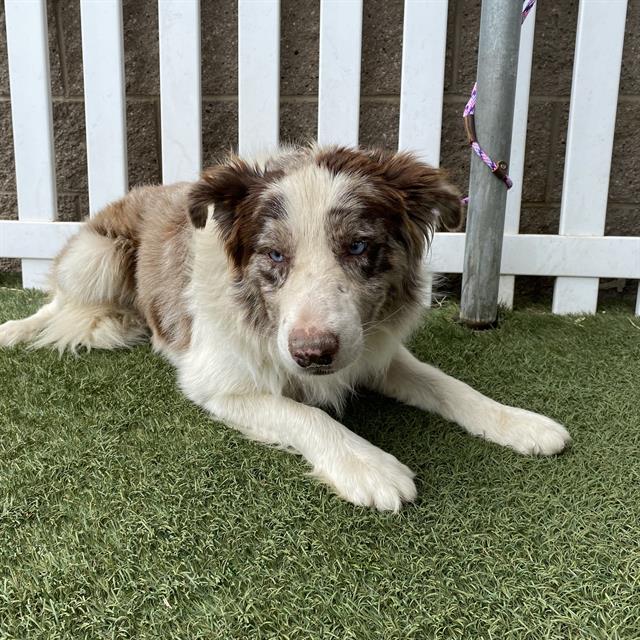 Adoptable Dog