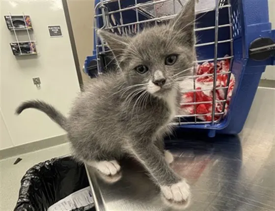 Gus - Adoption Pending