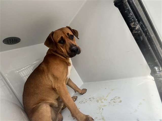 Adoptable Dog
