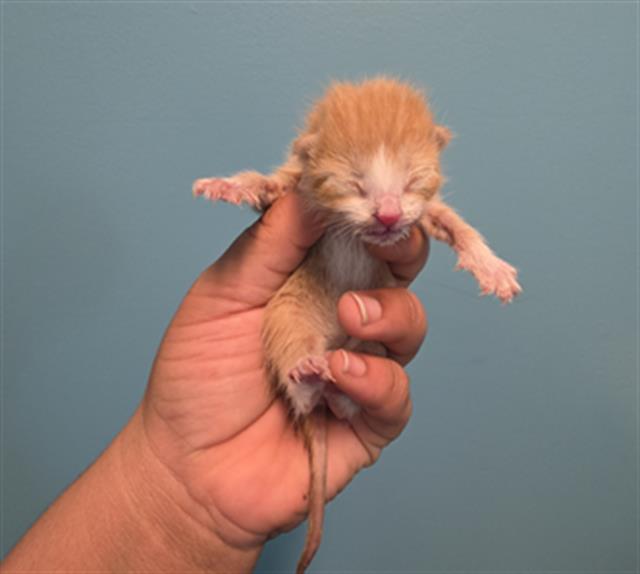Adoptable Cat